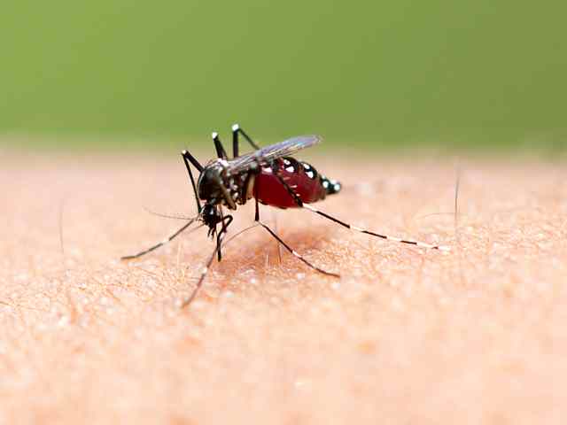 Aedes aegypti - Steekmug