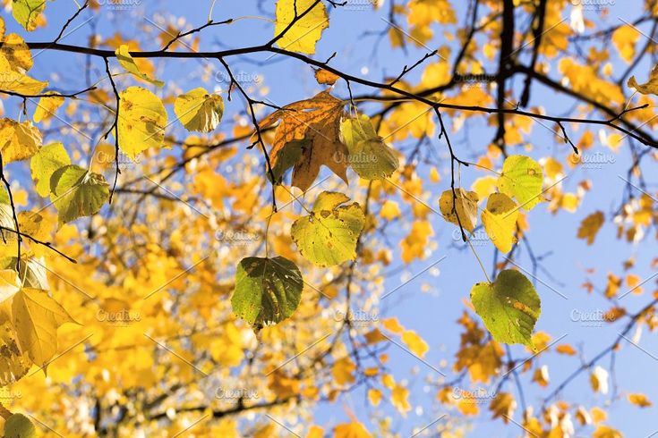 berk in herfst