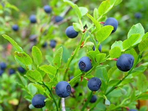 bilberry - blue berry