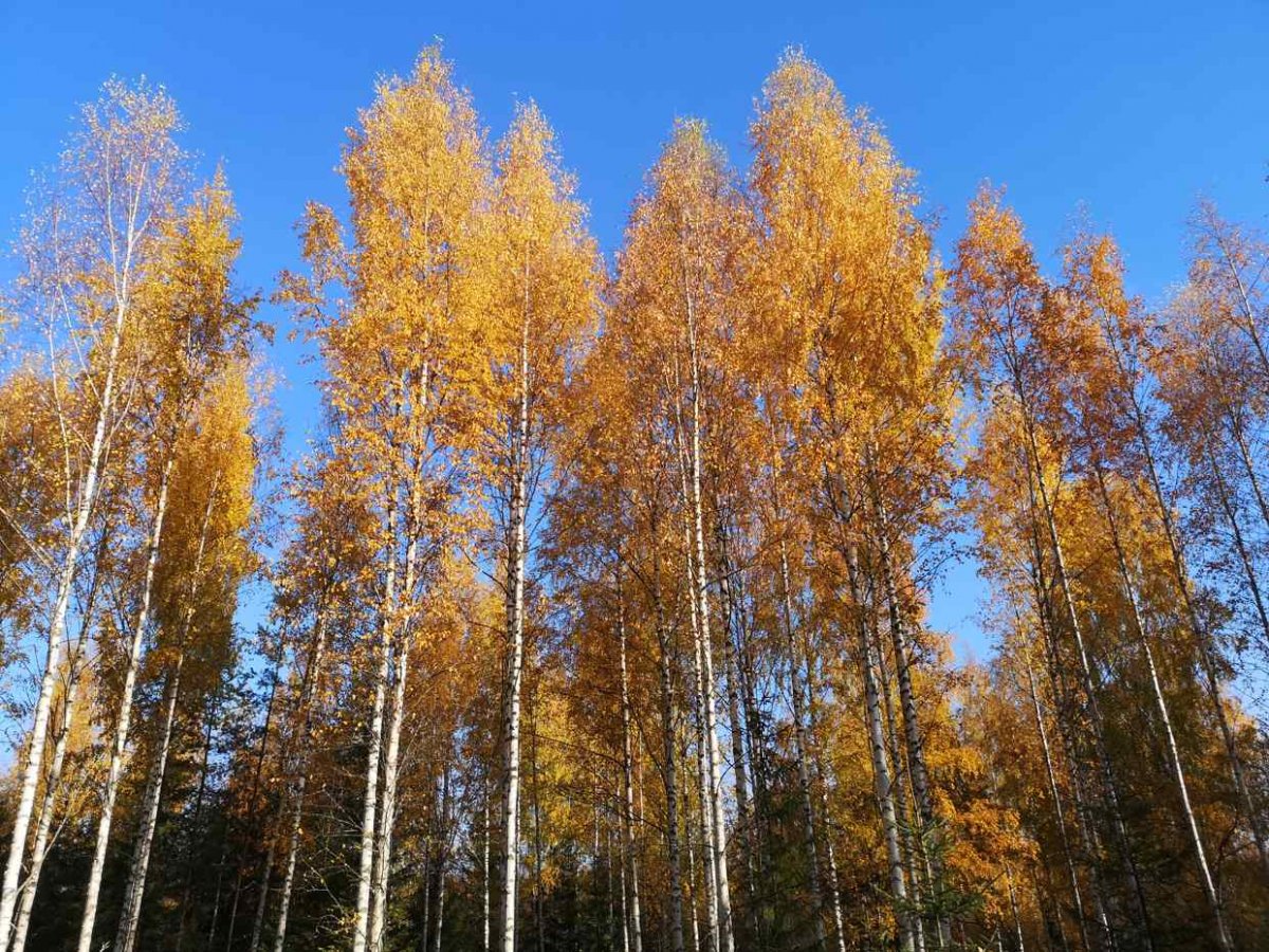 Herfst in Savonranta