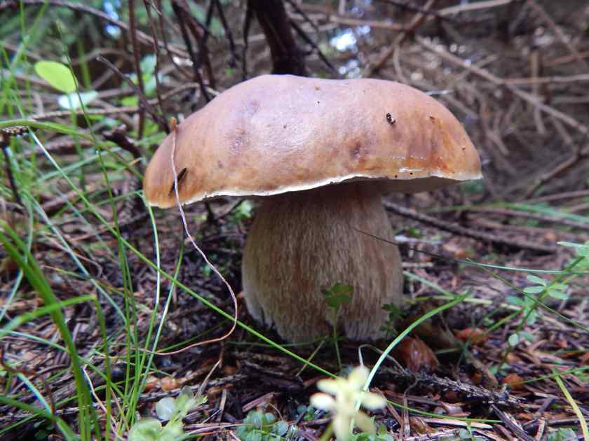 Eekhoorntjes brood Boletus edulis