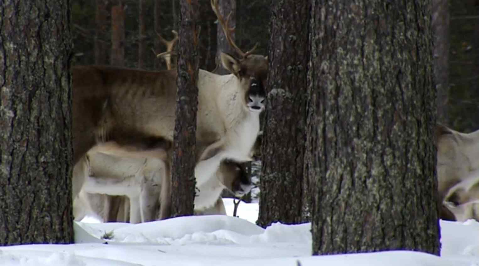 Finland wildlife - Wild Taiga forest