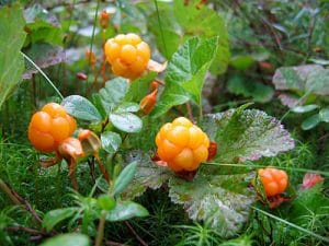 cloudberry