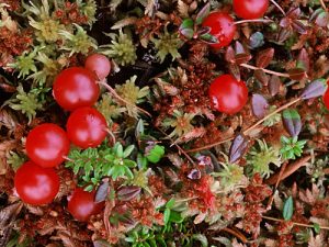 cranberry