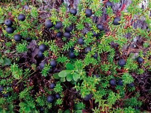 crowberry