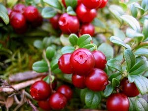 lingonberrie