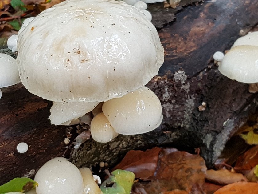 paddenstoelen-slideshow