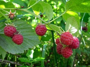 raspberry
